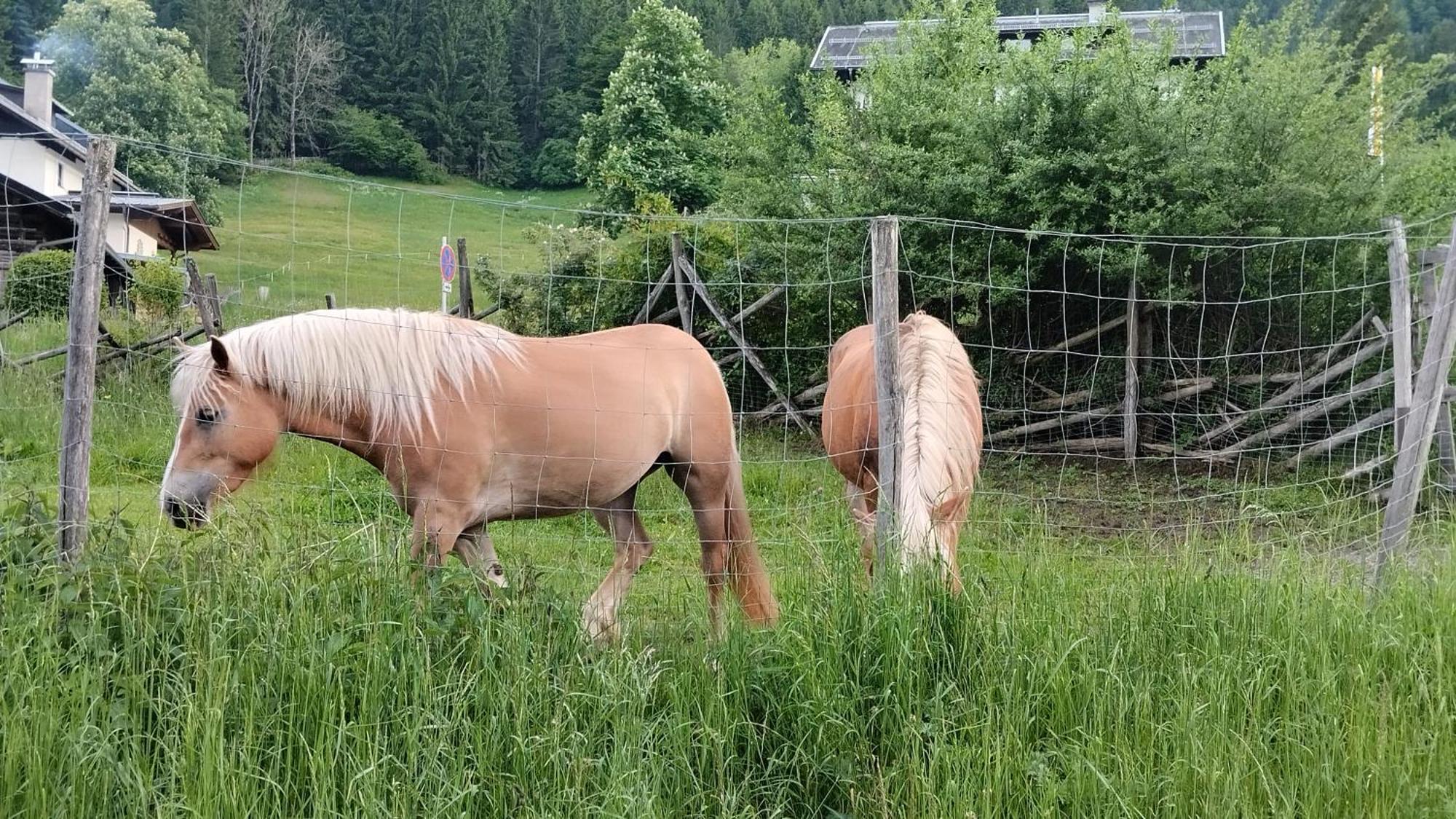 Haus Birke Daire Weissensee Dış mekan fotoğraf